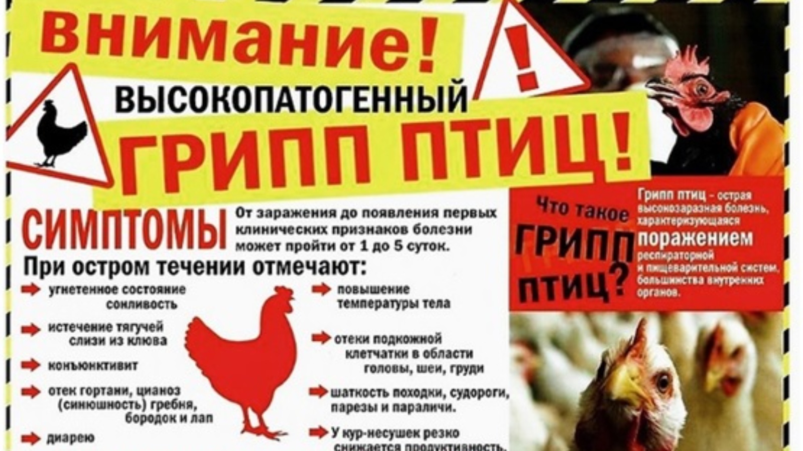 Профилактика возникновения особо опасных заболеваний животных и птиц, в том числе АЧС и ВГП.